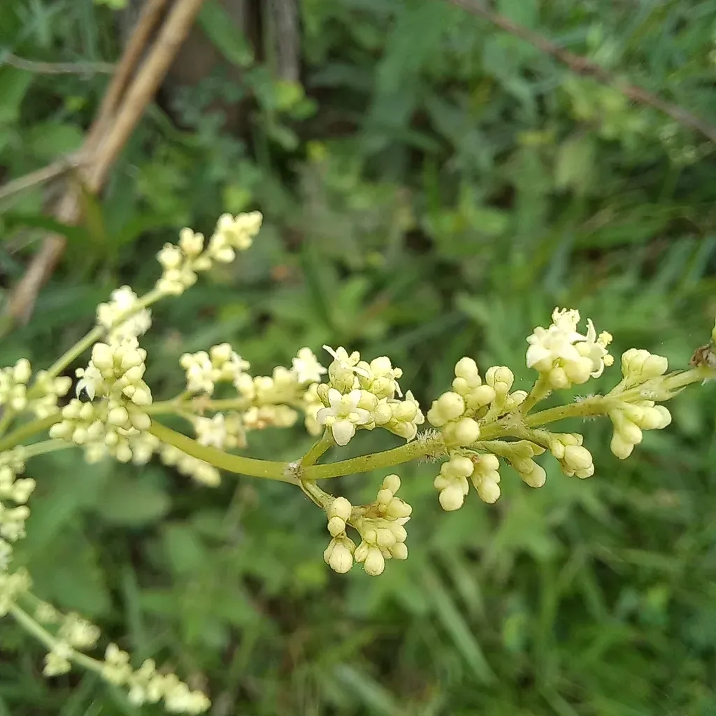 Valeriana Salicariifolia