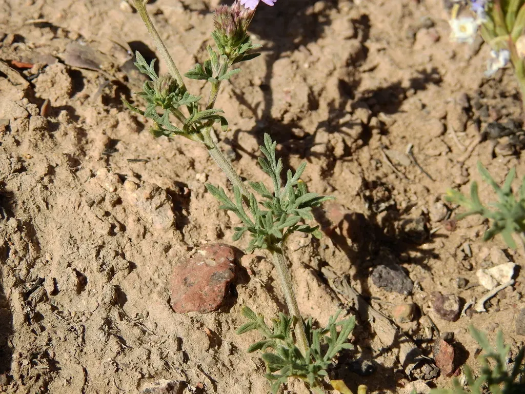 Glandularia Mendocina