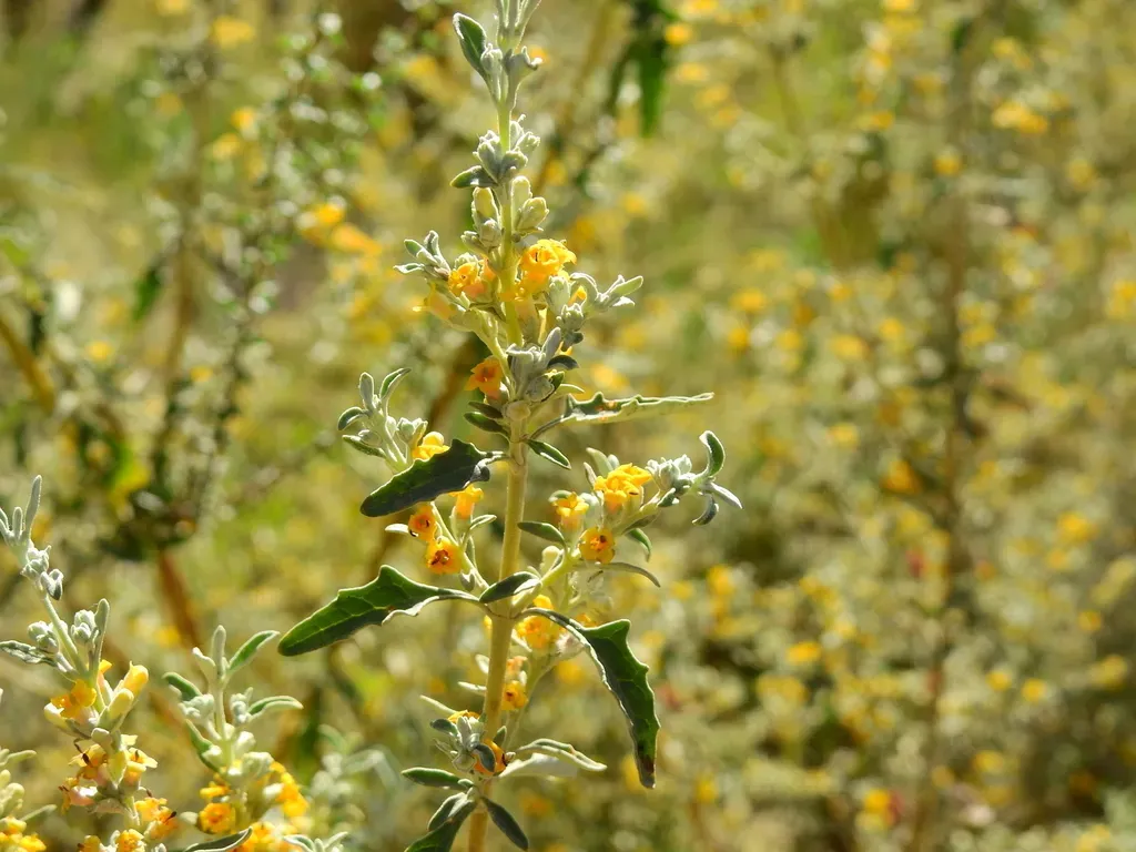 Buddleja Mendozensis
