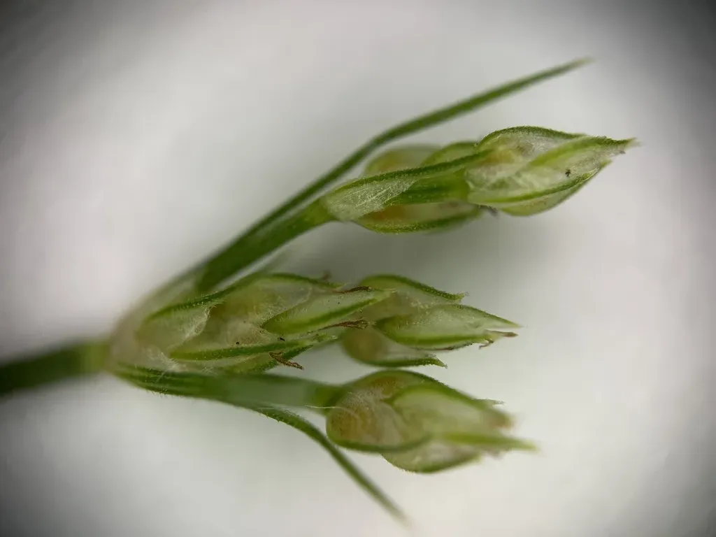 Bulbostylis Thouarsii