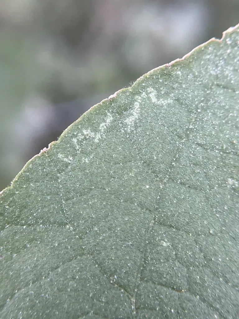 Berlandier's Indian Mallow