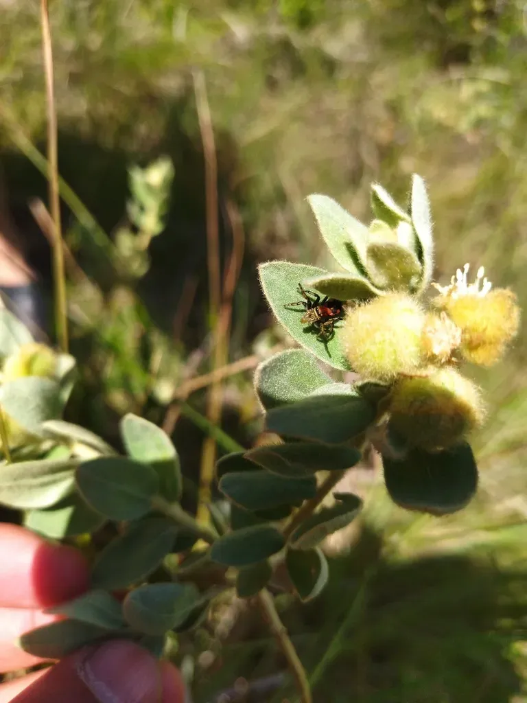 Croton Pycnocephalus