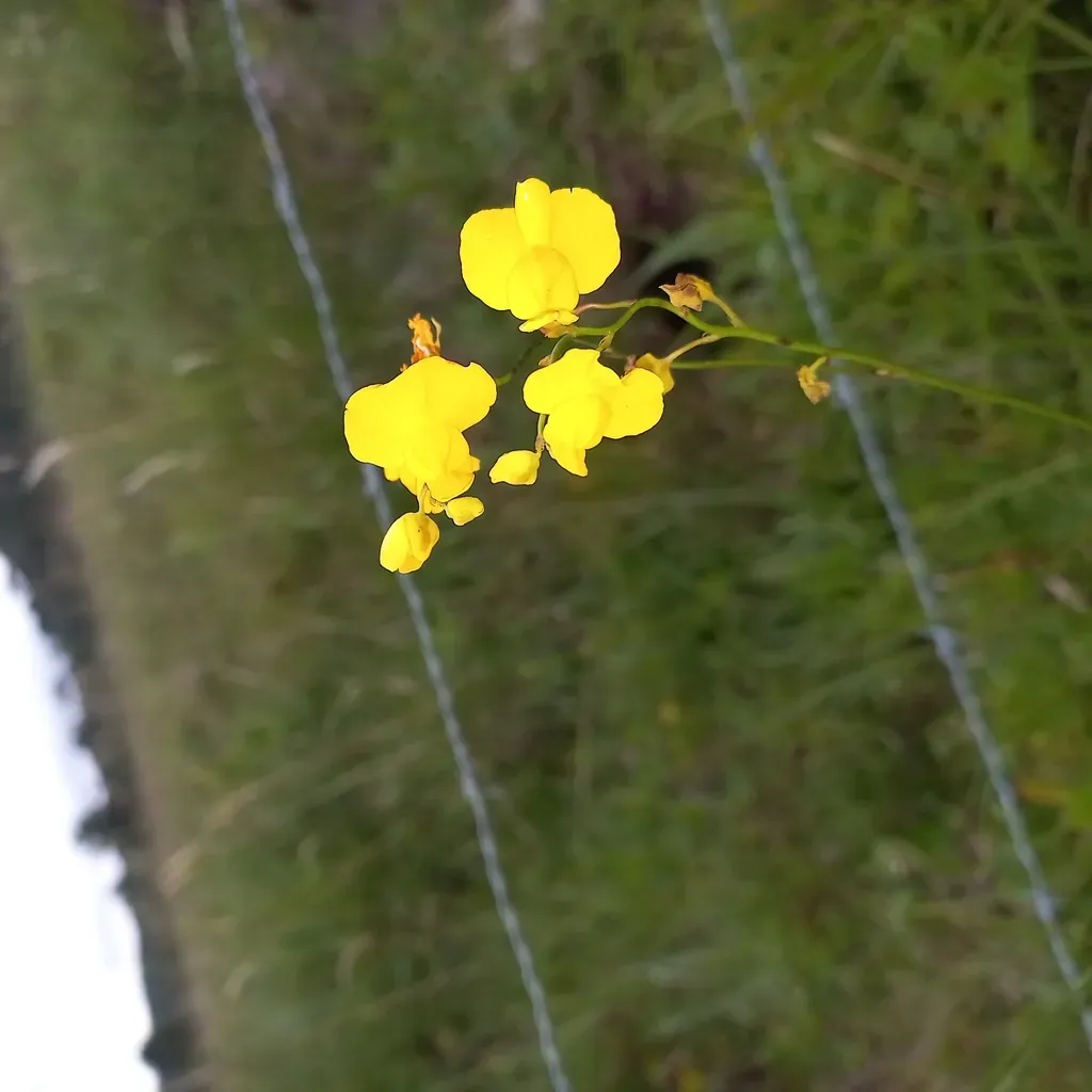 Utricularia Praelonga