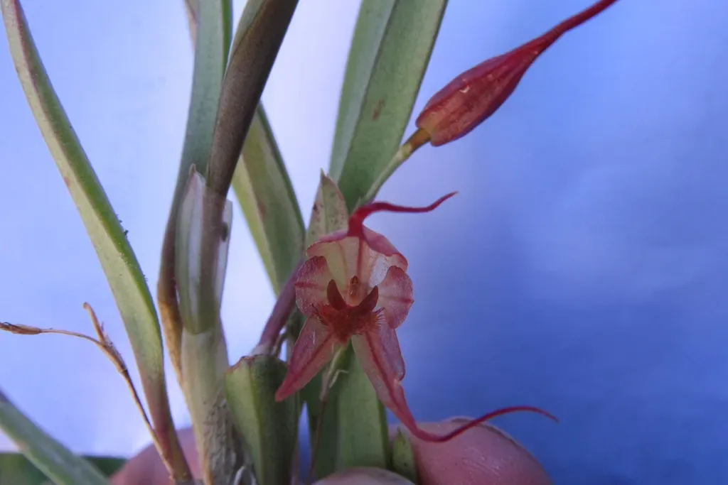 Andinia Longiserpens