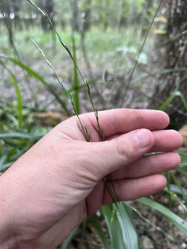 American Beak Grass