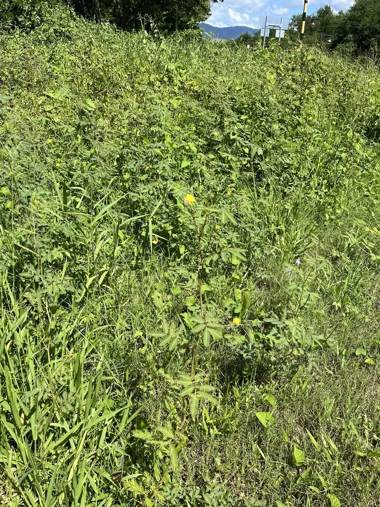 Water-dead-and-awake