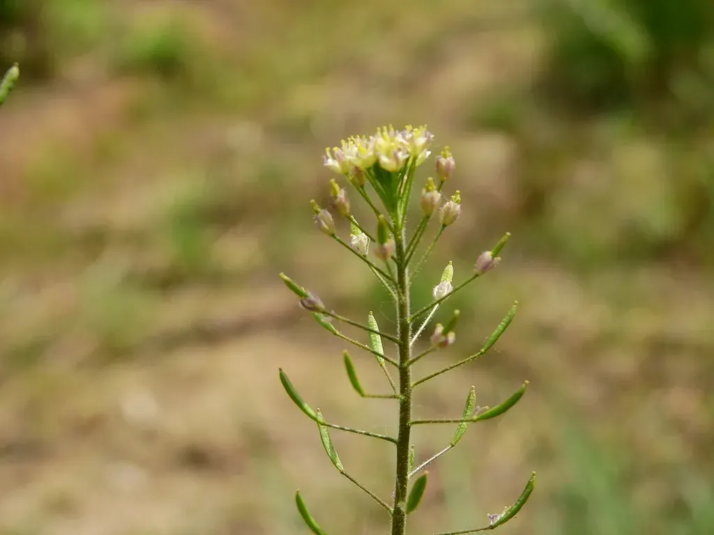 Descurainia Erodiifolia