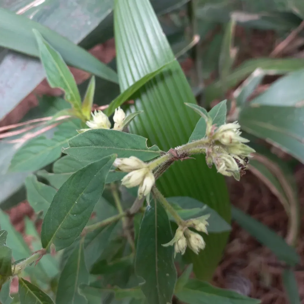 Psychotria Stachyoides