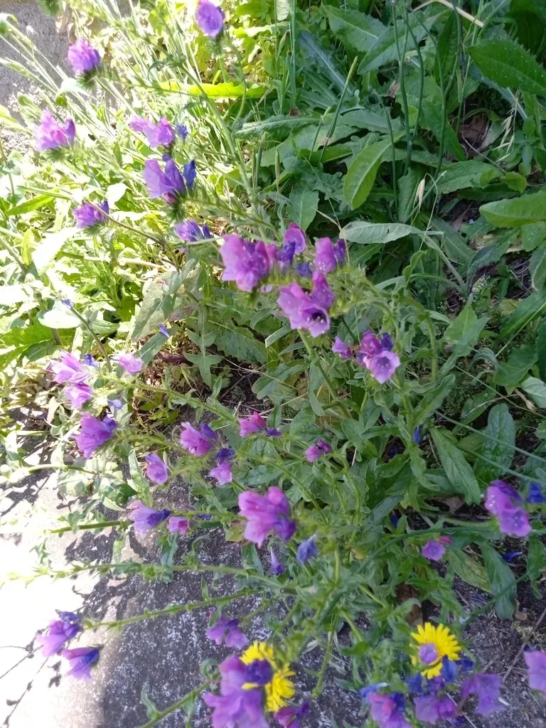 Purple Viper's Bugloss