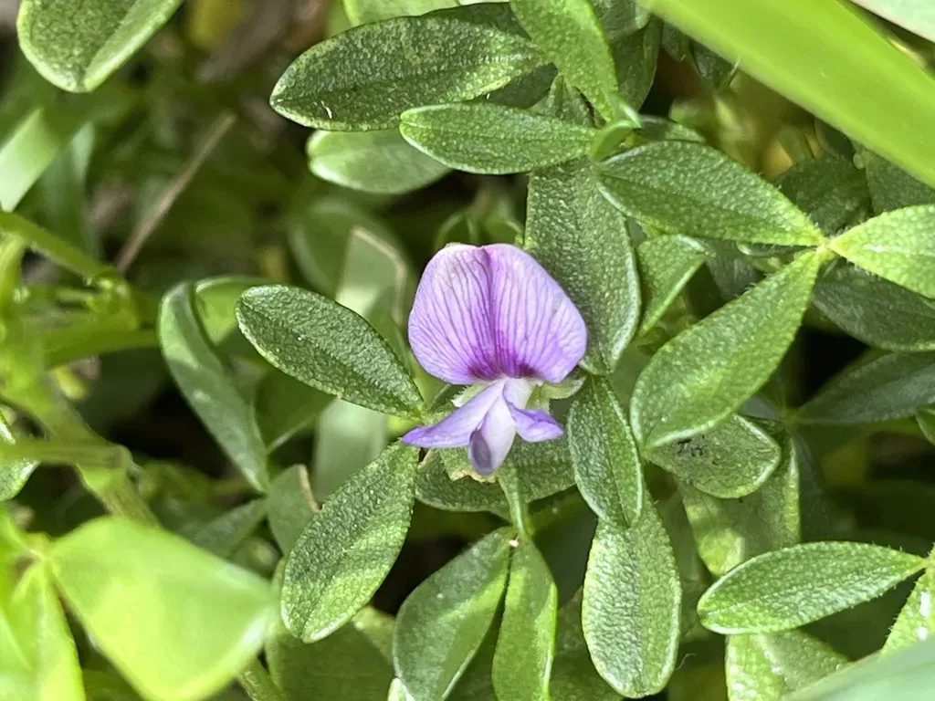 Creeping Fountainbush