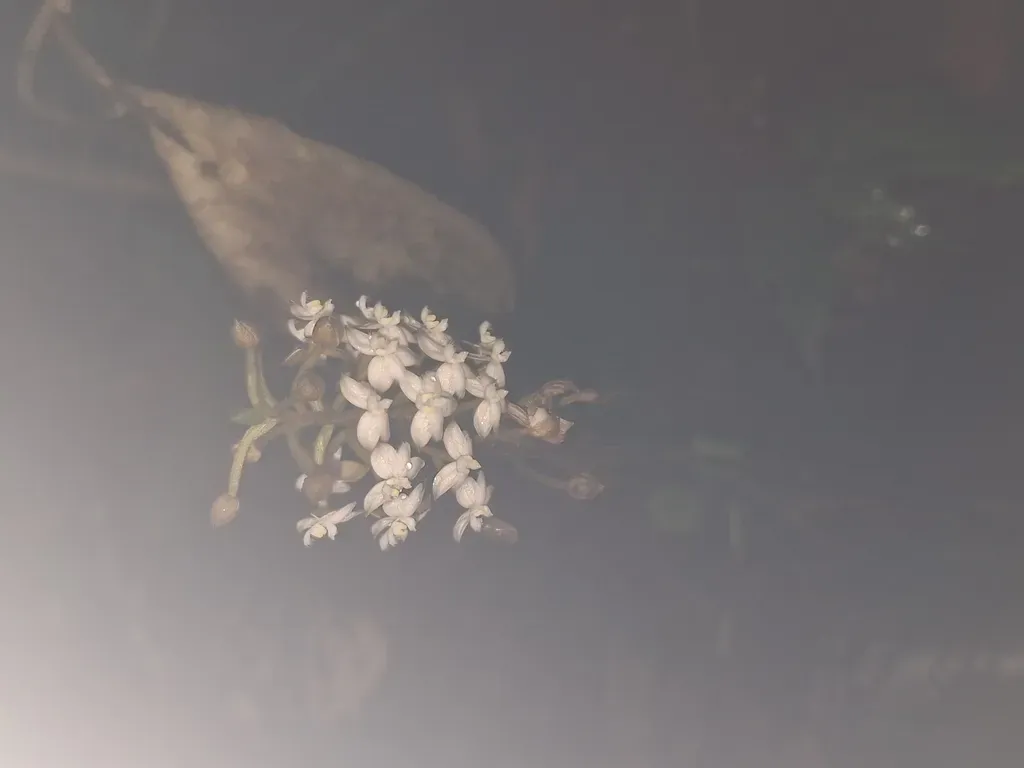 Cranichis Lankesteri