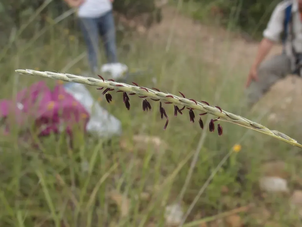 Woolyspike Balsamscale