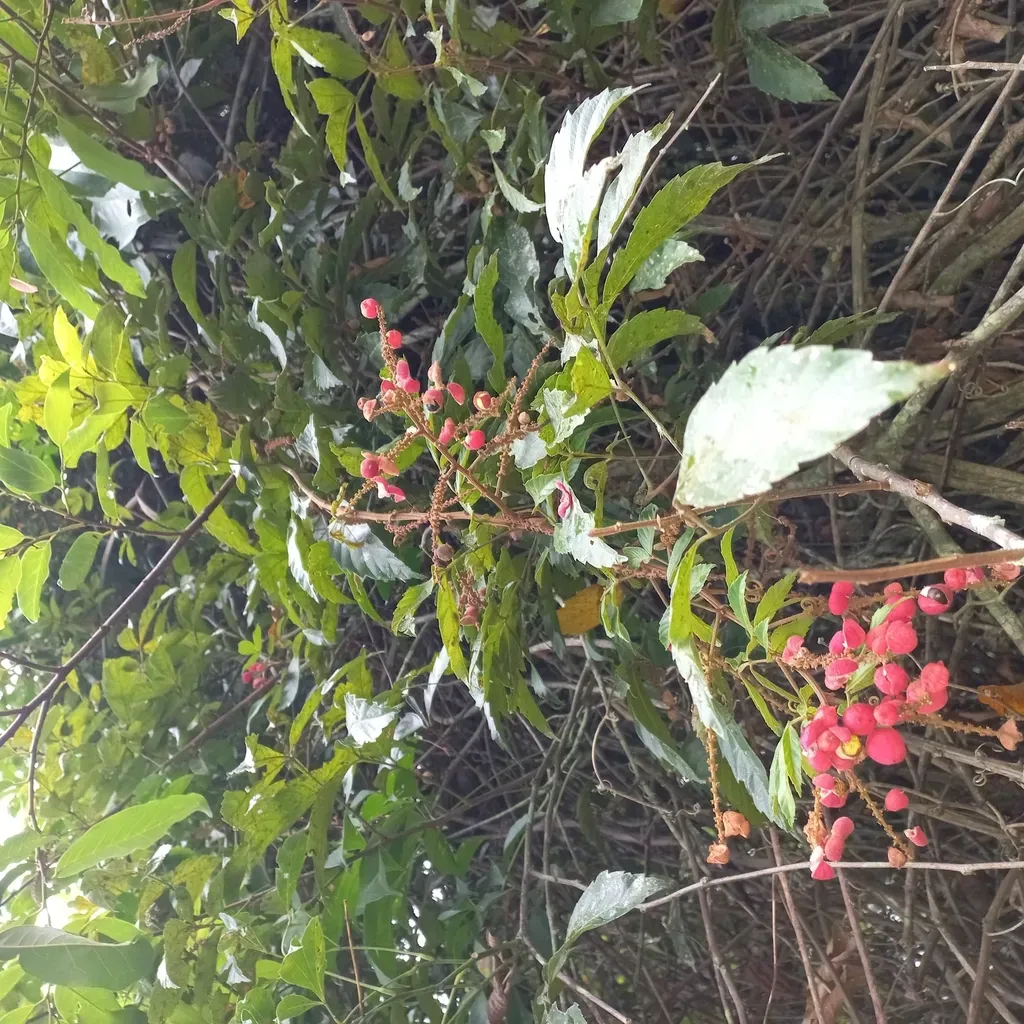 Paullinia Seminuda