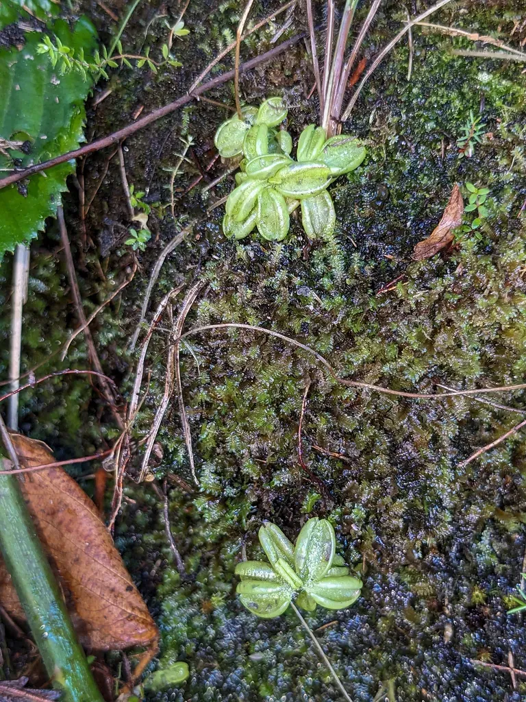 Pale Butterwort