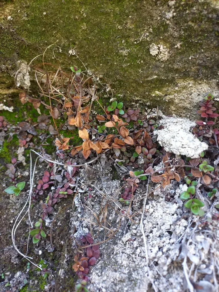 Epilobium Gracilipes