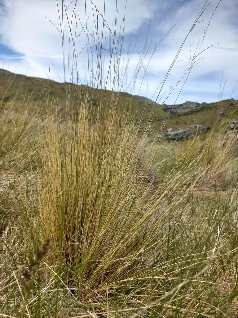 Matthew's Fescue