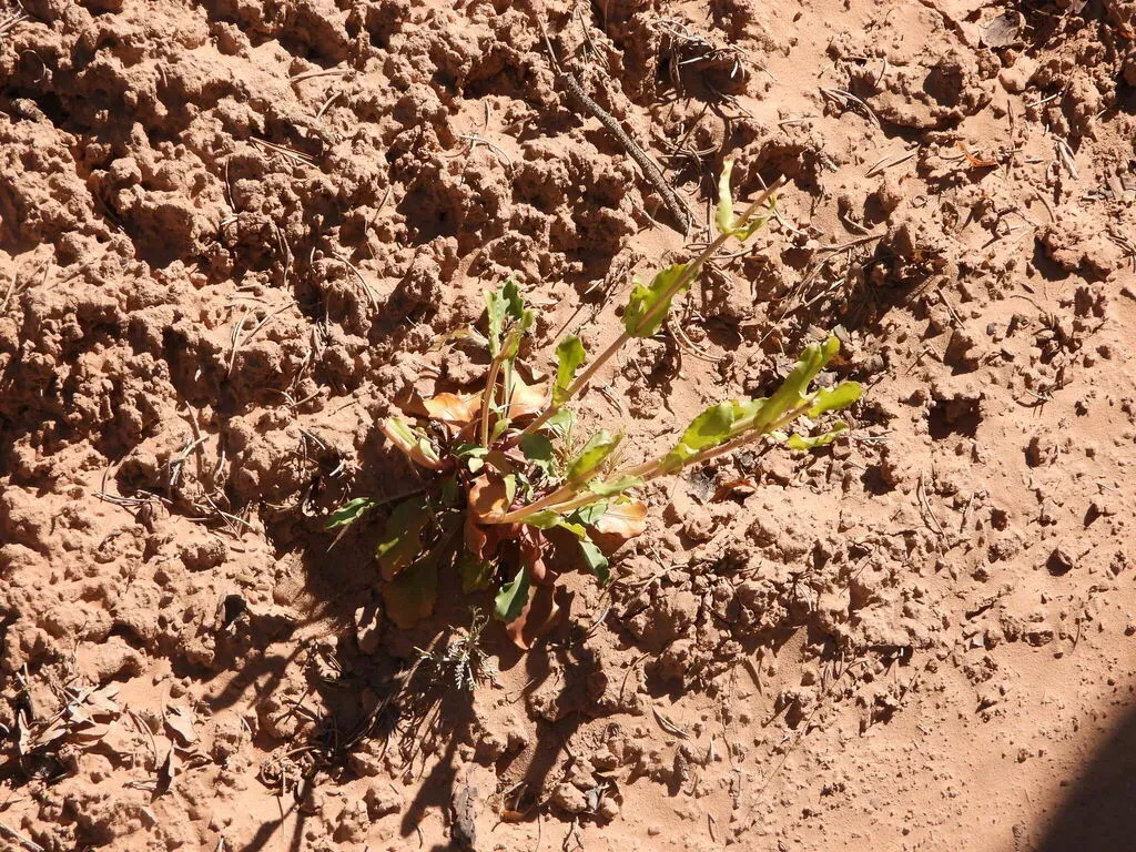 Bluestem Beardtongue