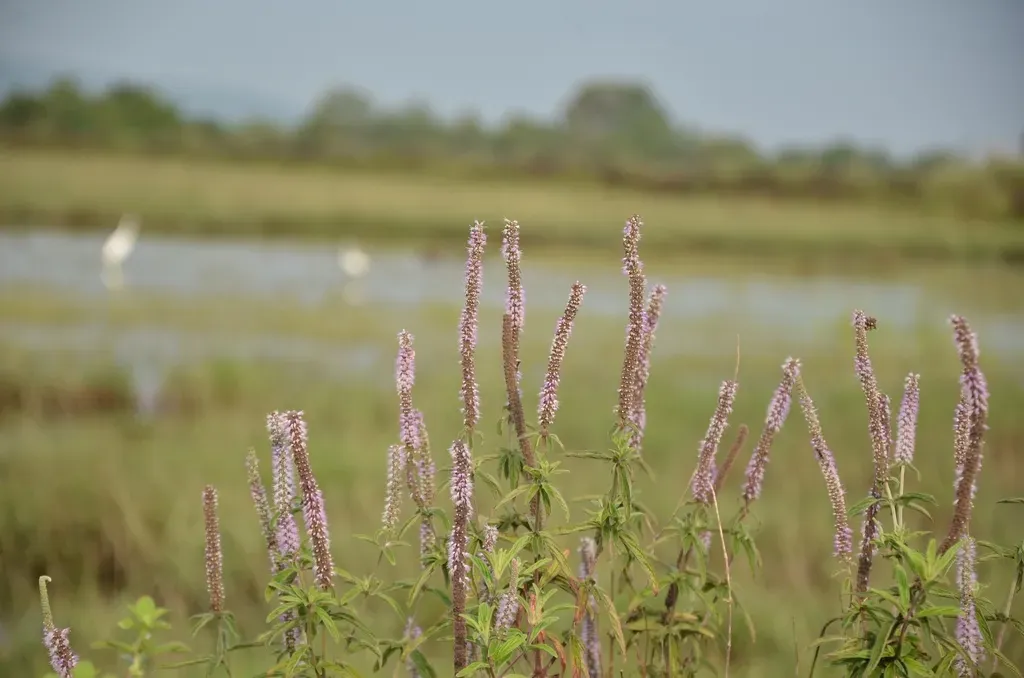 Pogostemon Quadrifolius