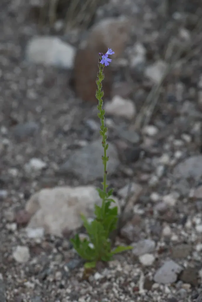 Verbena Calinfera
