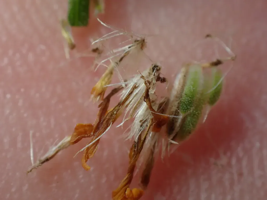 Xanthisma Scabrellum