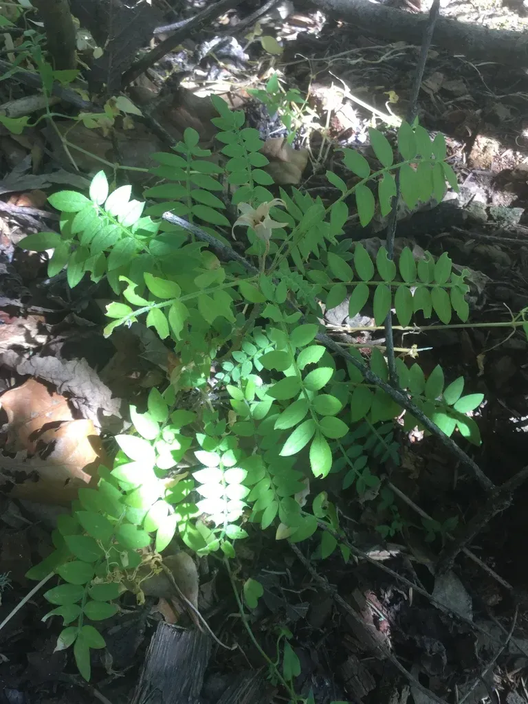 Few-flowered Jacob's Ladder