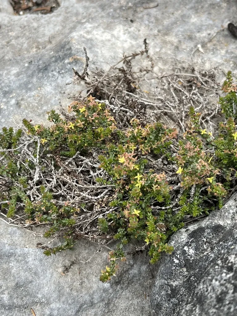 Galium Bredasdorpense