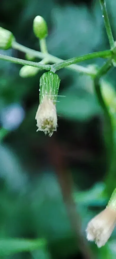 Exostigma Notobellidiastrum
