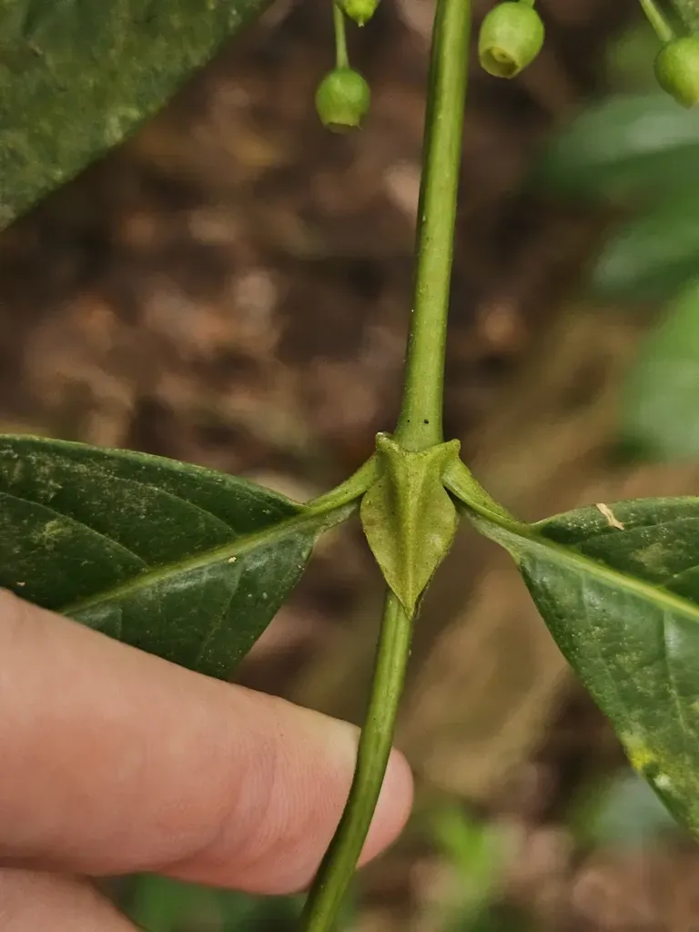 Urophyllum Griffithianum