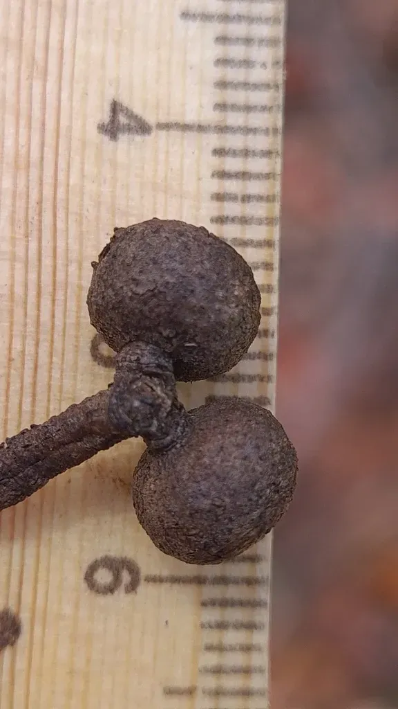 Sandstone Stringybark