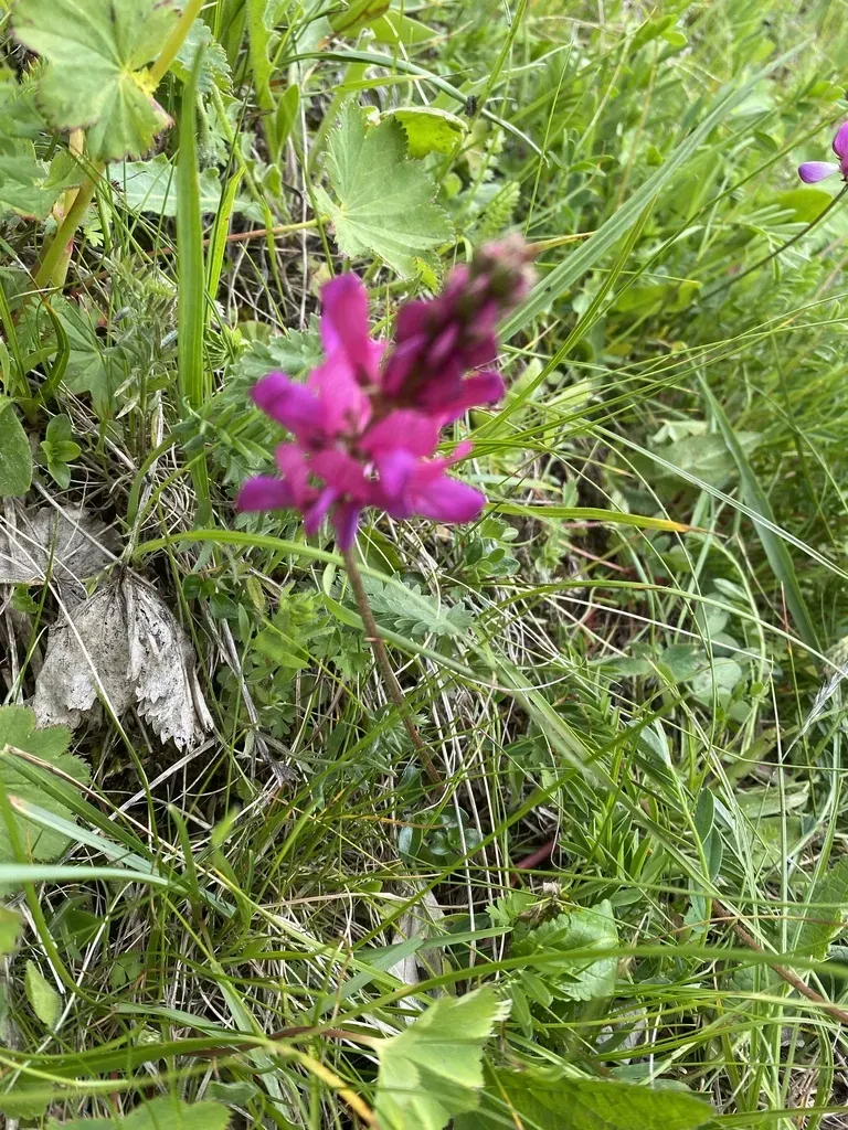 Onobrychis Biebersteinii