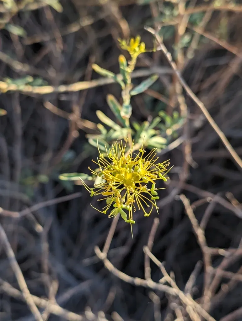 Palmer's Jackass-clover