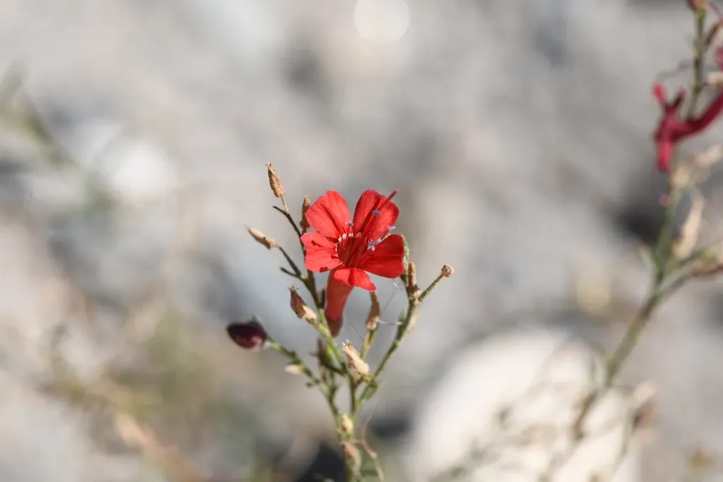 Slender-leaved Ipomopsis