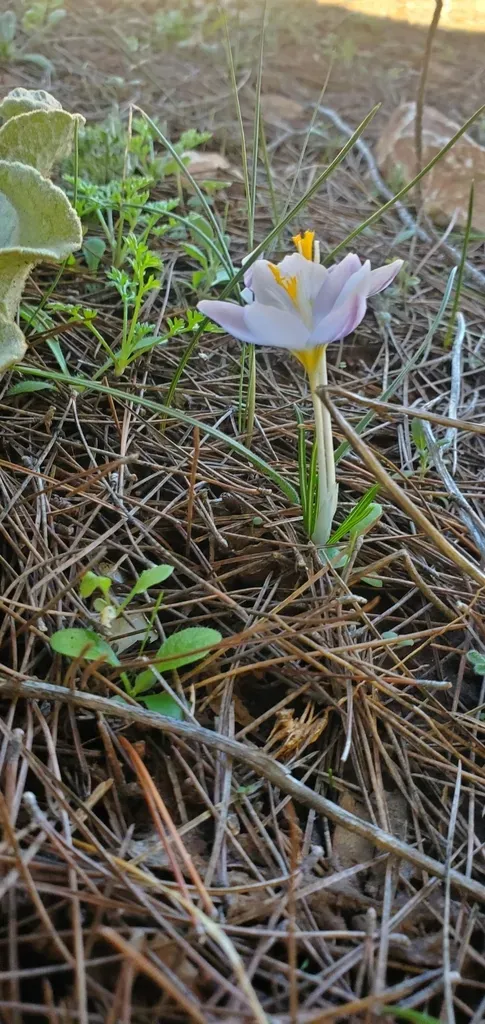 Crocus Laevigatus