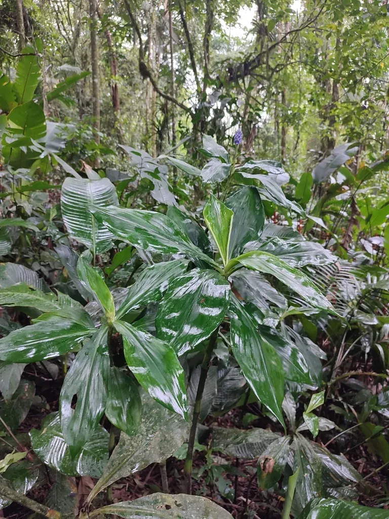 Dichorisandra Paranaensis