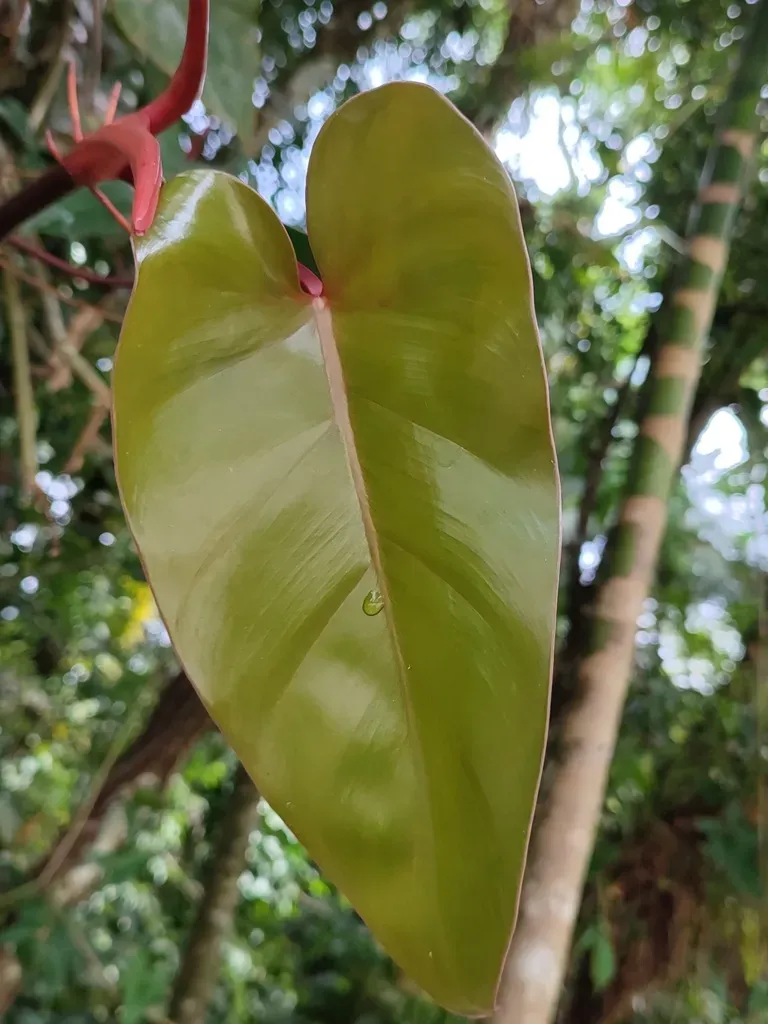 Philodendron Sagittifolium