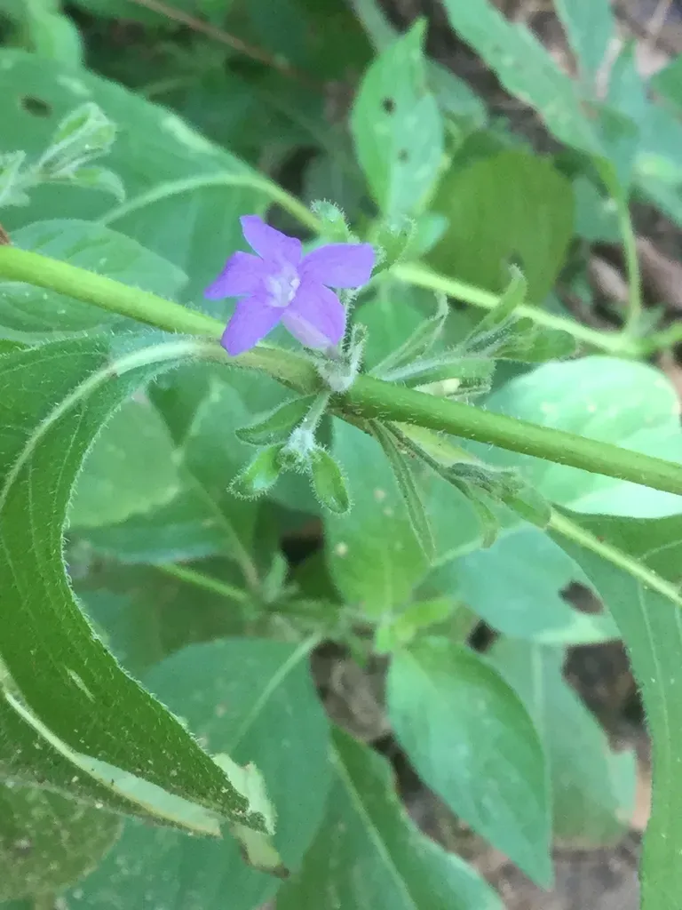 Ruellia Galeottii