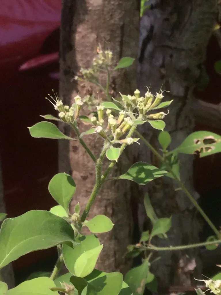 Salpianthus Arenarius