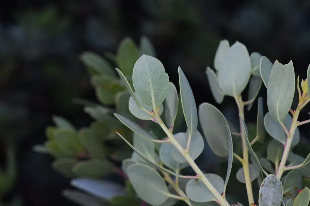 Peninsular Manzanita