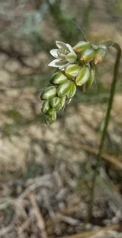 Grass-leaved Chincherinchee