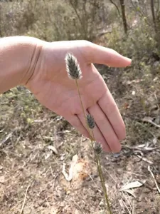 Neurachne Alopecuroidea