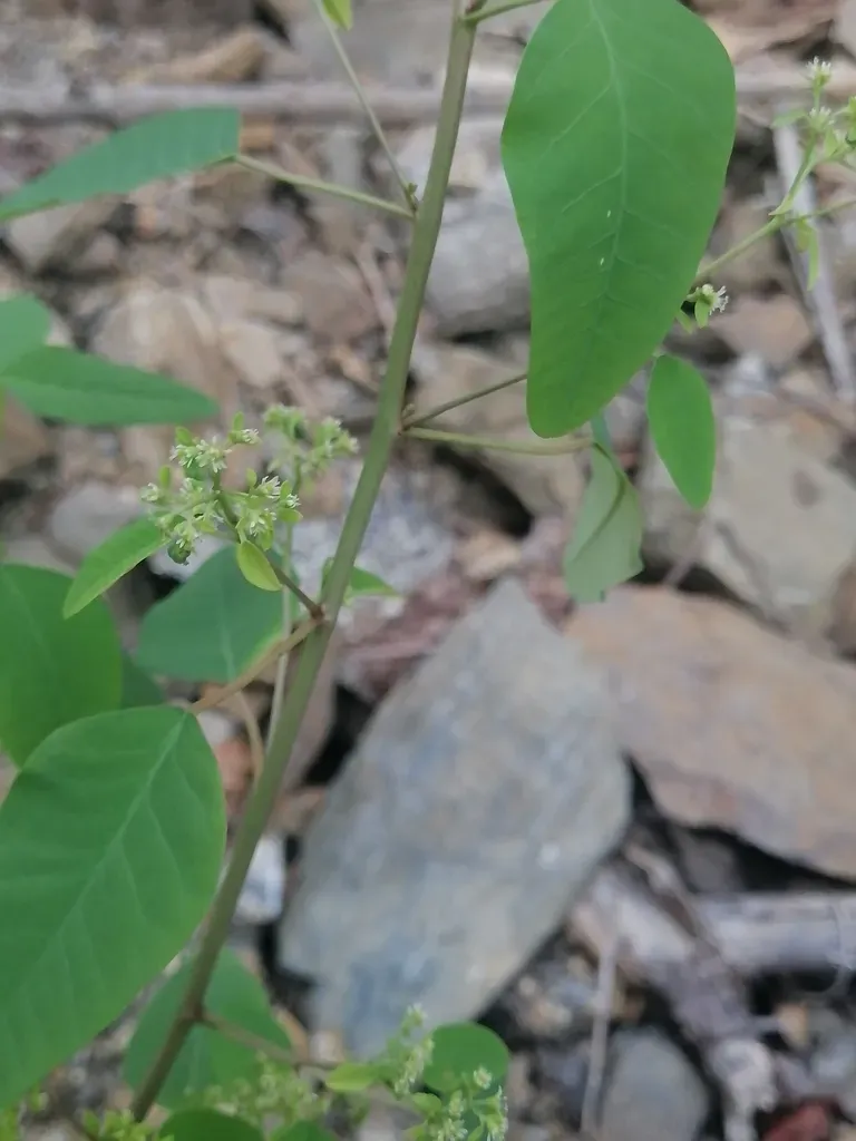 Euphorbia Segoviensis