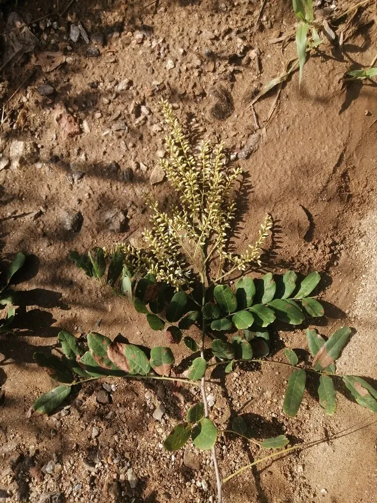 Apoplanesia Paniculata