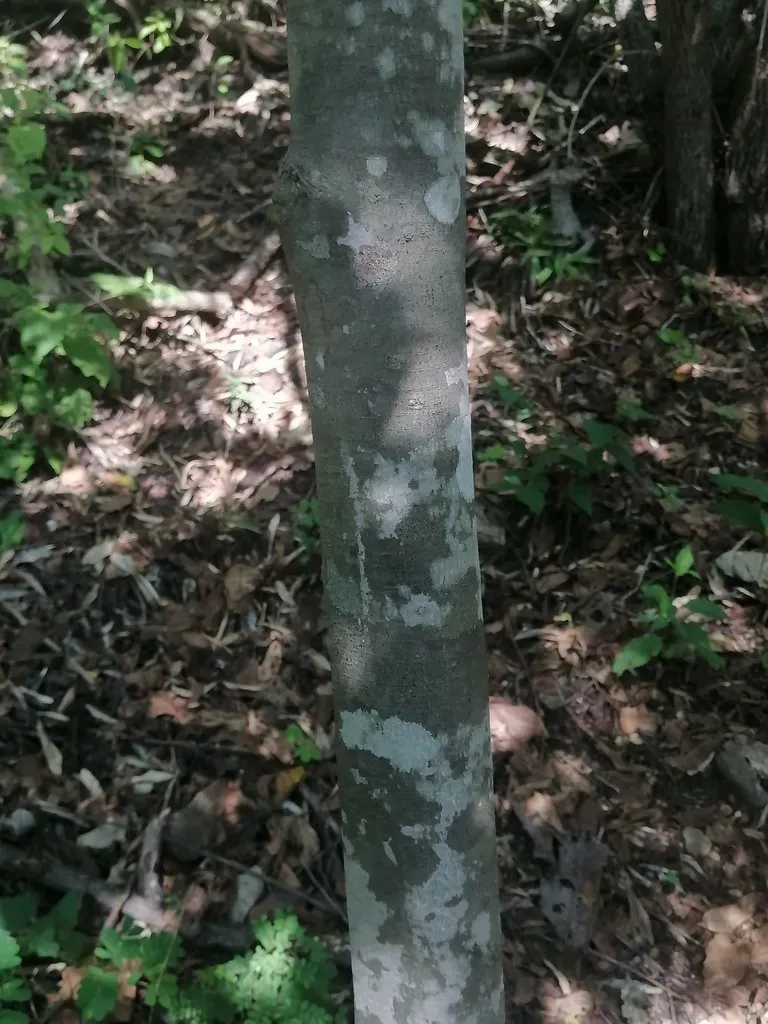 Forchhammeria Pallida