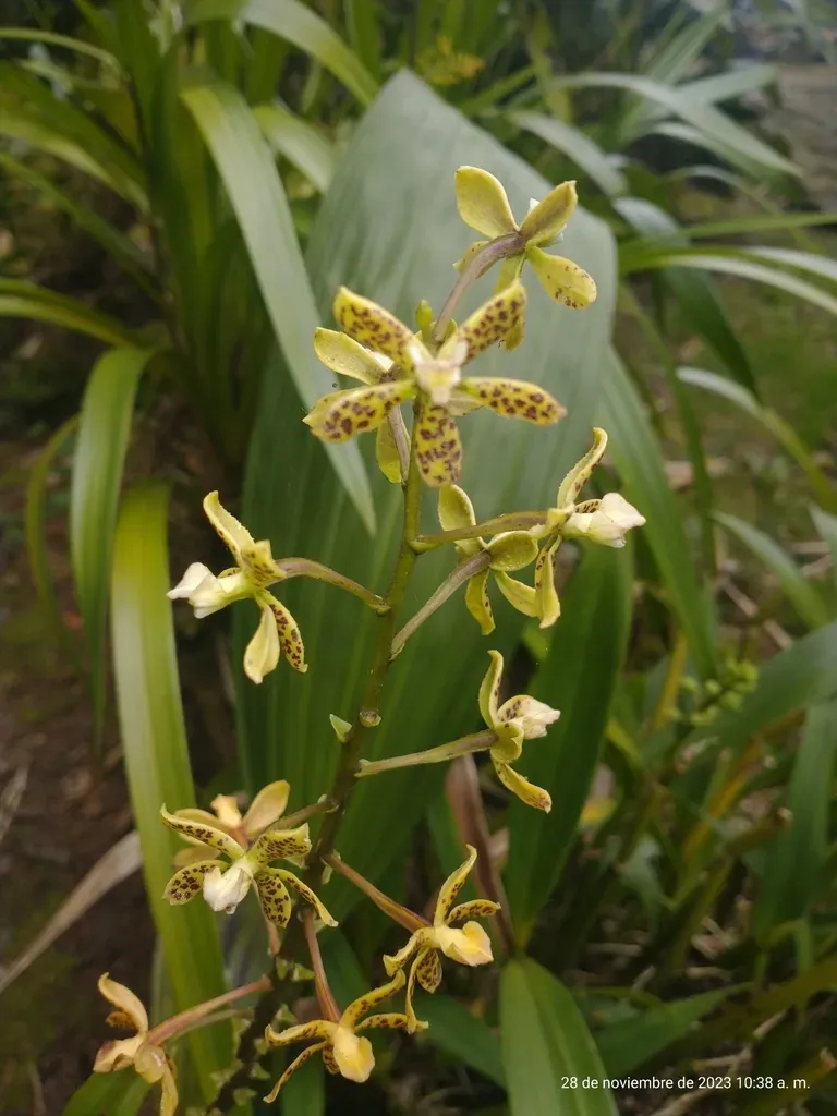 Thick-lipped Anacheilium