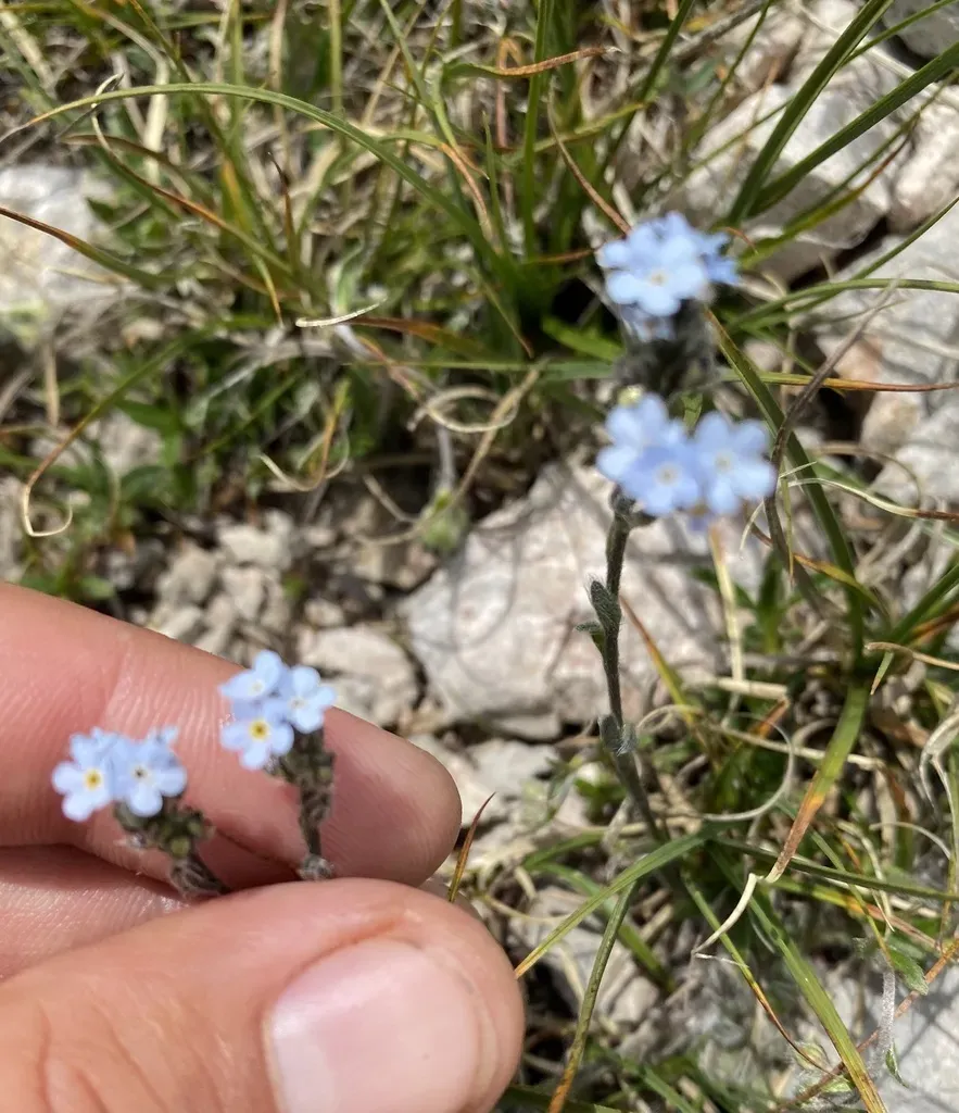 Eritrichium Caucasicum