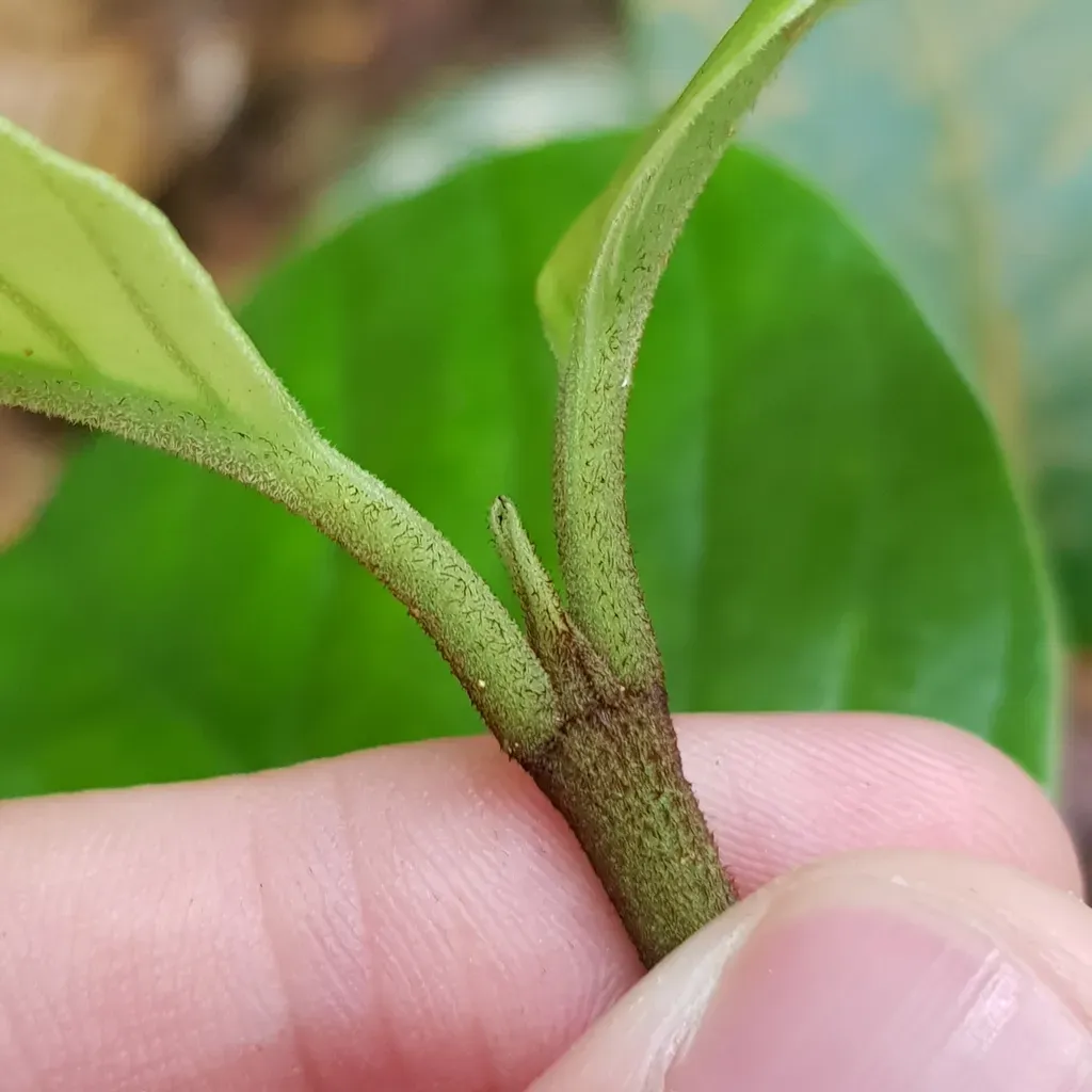 Psychotria Deltata