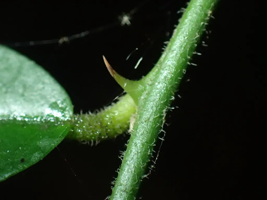 Narrow-leaved Caperbush