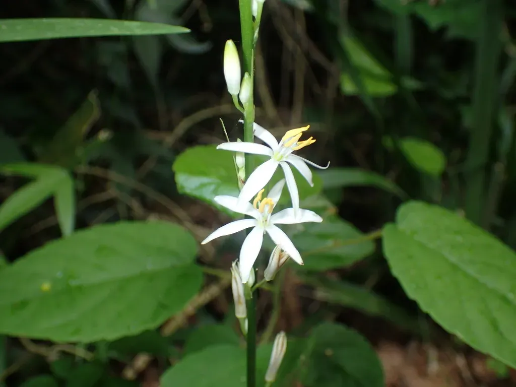 Chlorophytum Bowkeri
