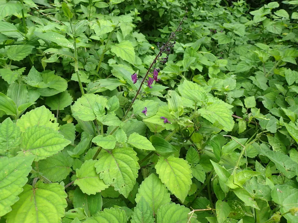 Dutch-pipe Spurflower