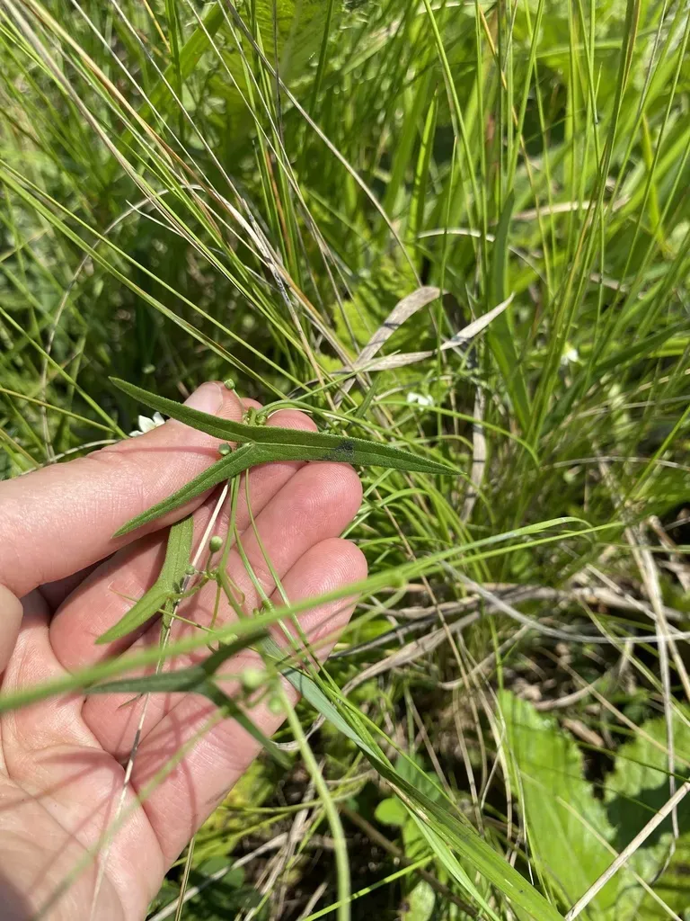 Trochomeria Sagittata